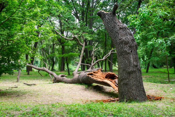 Best Residential Tree Removal  in Hamilton College, NY